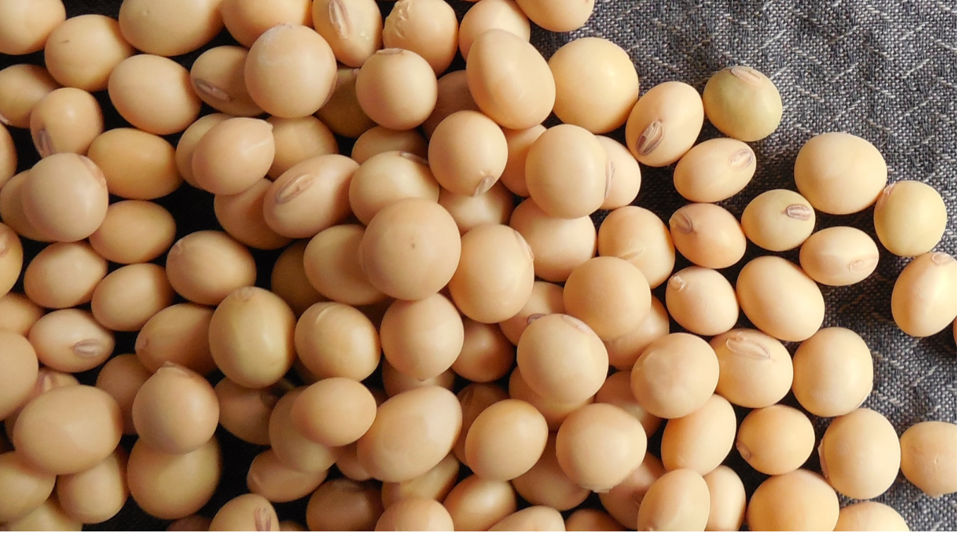 Bambara Beans