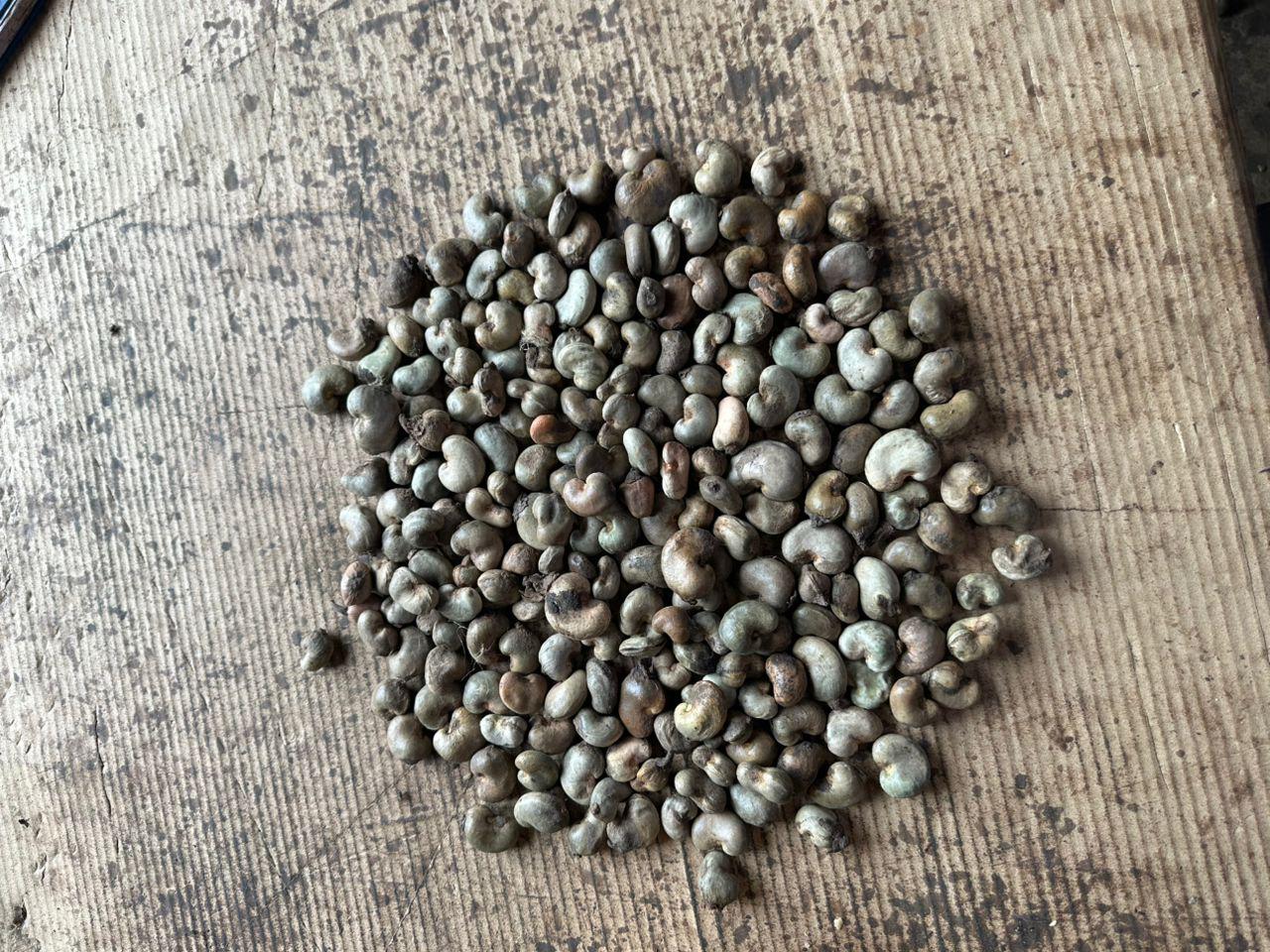 cashew-3 cashew-3