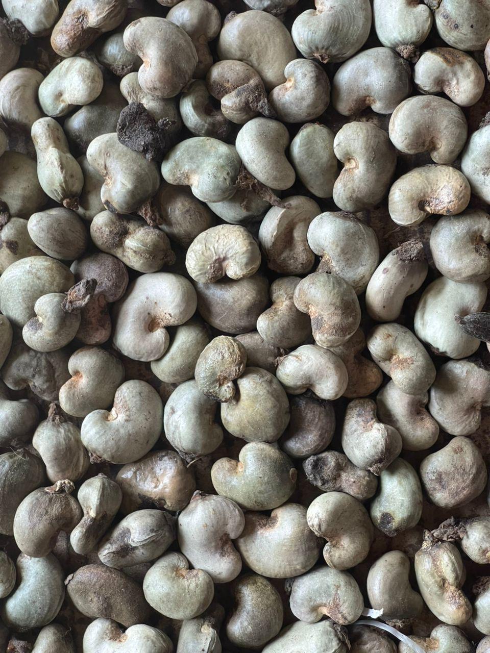 cashew-1 cashew-1